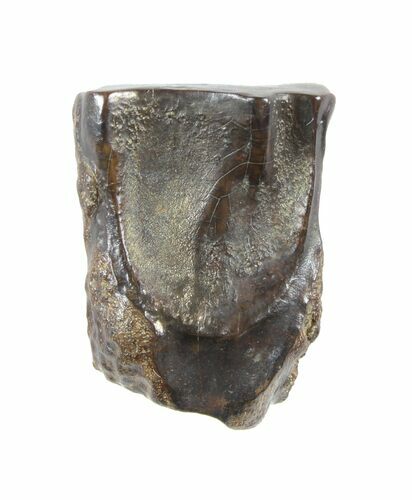 Triceratops Shed Tooth - Montana #50926